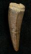 Leidyosuchus Tooth - Cretaceous Crocodile #5725-2